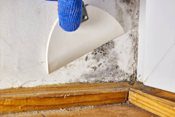 Best Comprehensive Air Testing for Mold Contaminants  in Colquitt, GA