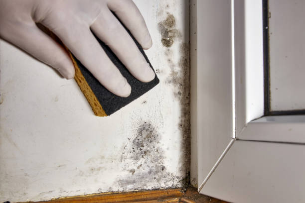 Best Mold Documentation for Insurance Claims  in Colquitt, GA